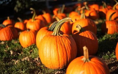Fall Activities in the SLC Area