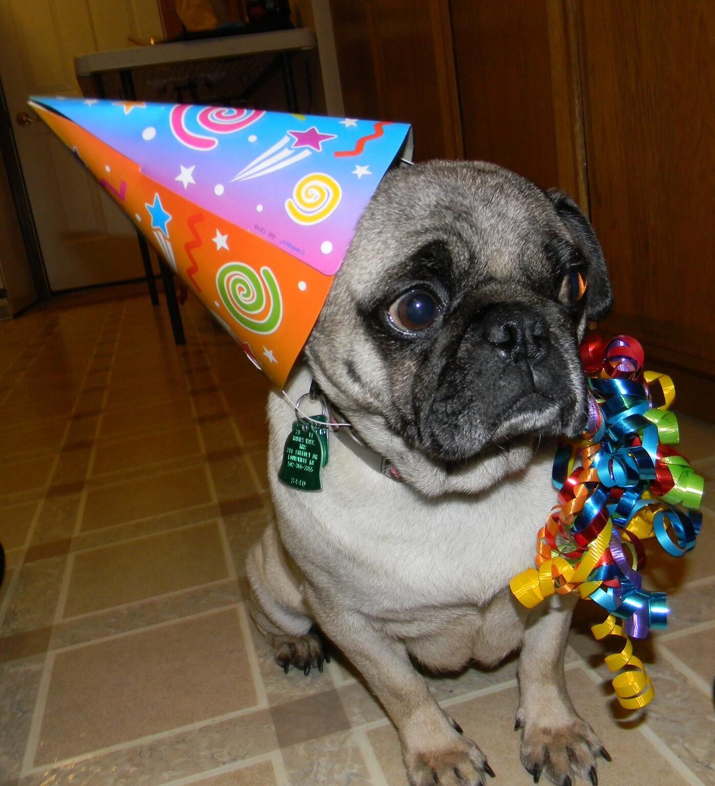 Party dog